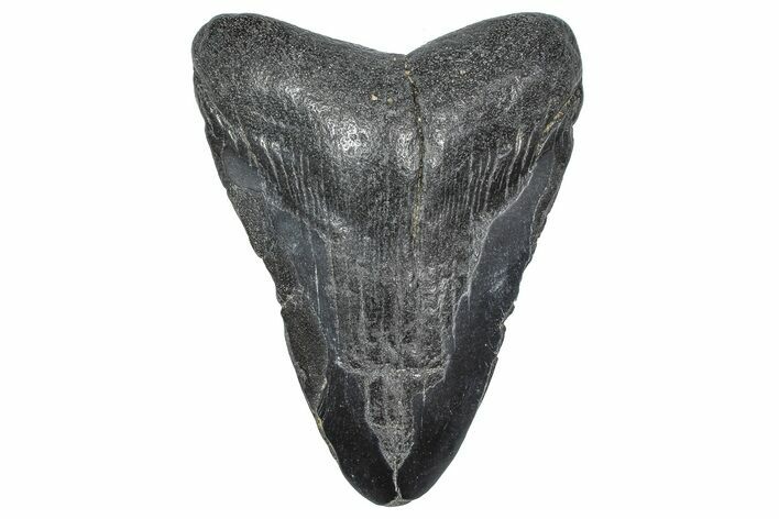 Bargain, , Fossil Megalodon Tooth - Georgia #338738